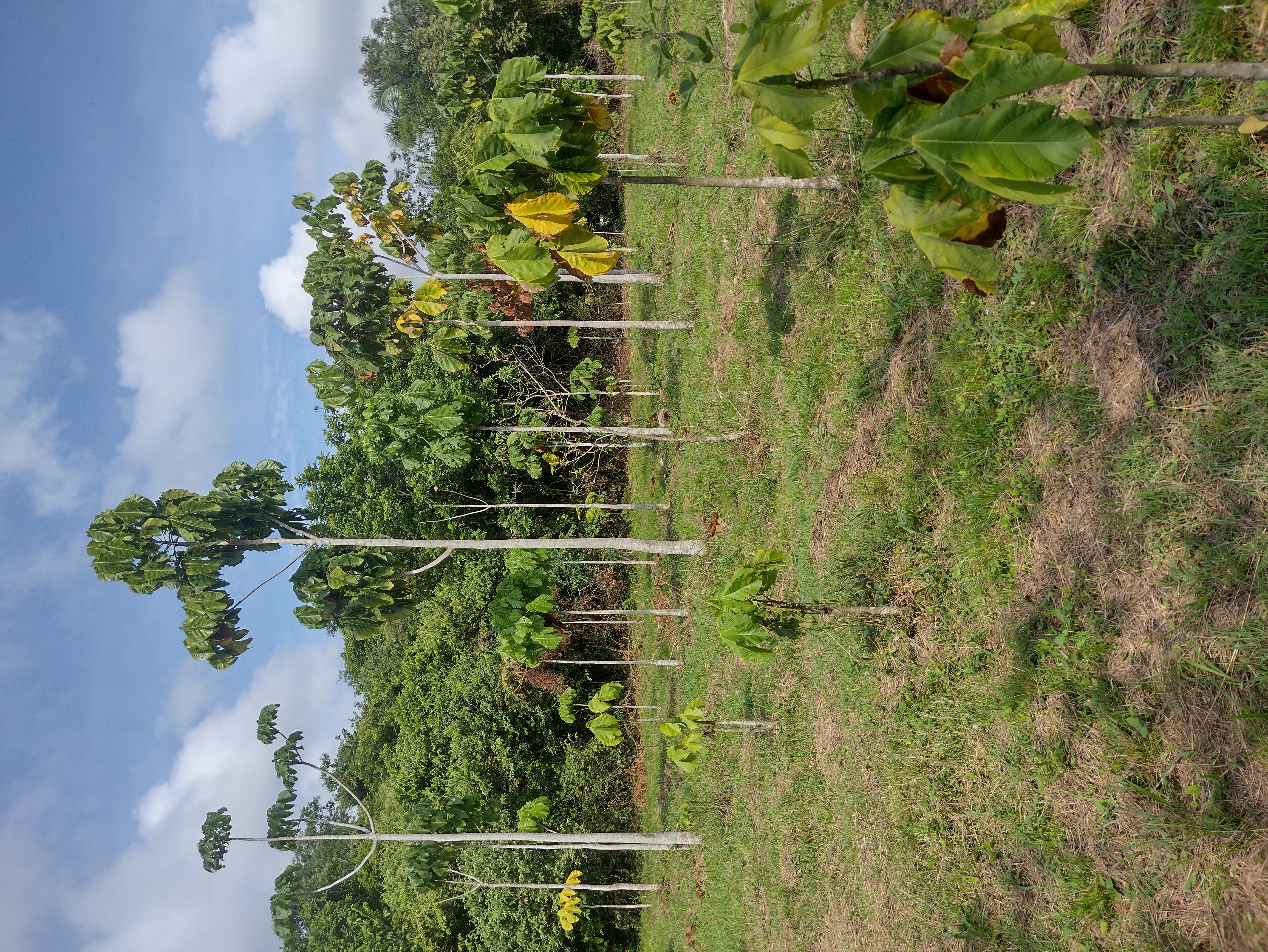 Restauración Piloto